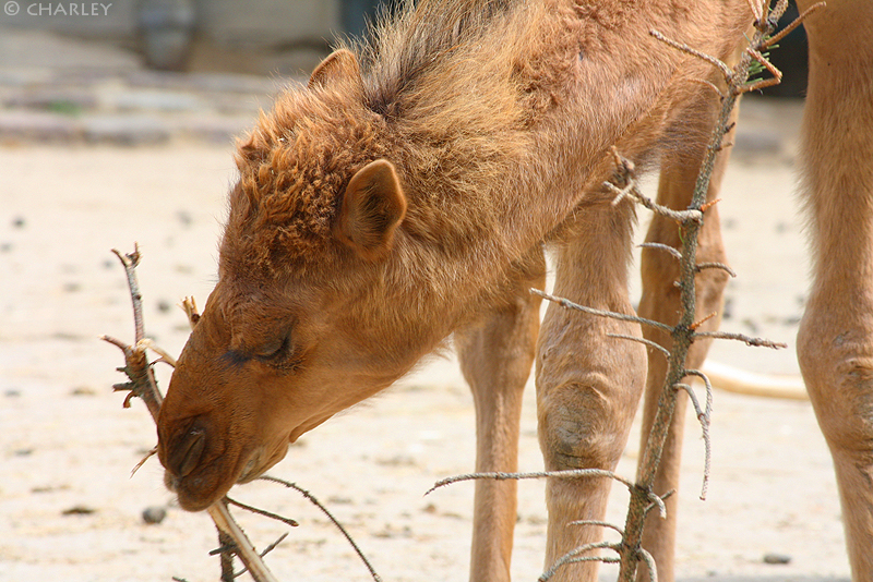 zoo-berlin2010 (100).jpg
